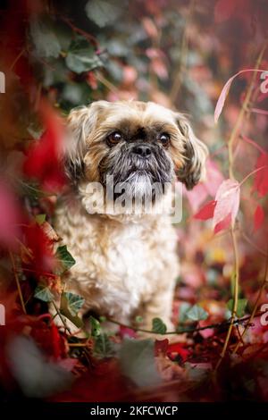 Shih Tzu zwischen roten Weinblättern Stockfoto