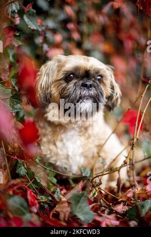 Shih Tzu zwischen roten Weinblättern Stockfoto