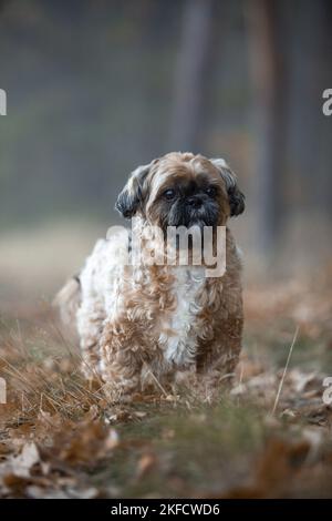 Shih Tzu im Nebel Stockfoto
