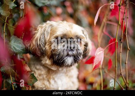 Shih Tzu zwischen roten Weinblättern Stockfoto