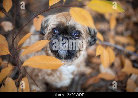 Shih Tzu zwischen den Blättern Stockfoto