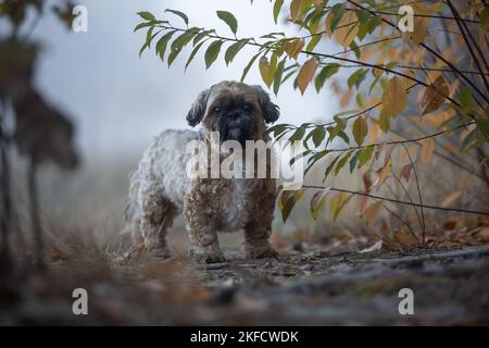 Shih Tzu zwischen den Blättern Stockfoto