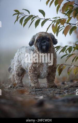 Shih Tzu zwischen den Blättern Stockfoto