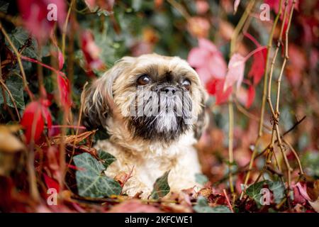 Shih Tzu zwischen roten Weinblättern Stockfoto
