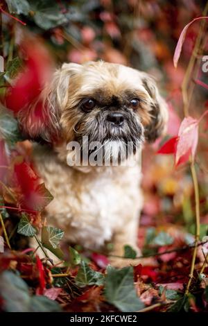 Shih Tzu zwischen roten Weinblättern Stockfoto