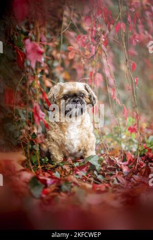 Shih Tzu zwischen roten Weinblättern Stockfoto