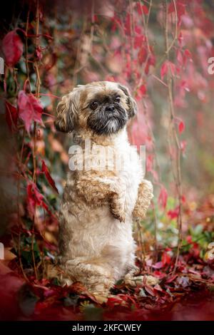 Shih Tzu zwischen roten Weinblättern Stockfoto