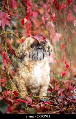 Shih Tzu zwischen roten Weinblättern Stockfoto