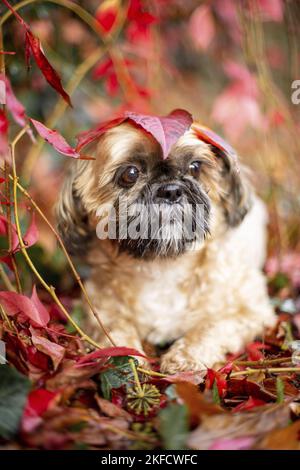 Shih Tzu zwischen roten Weinblättern Stockfoto