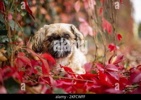 Shih Tzu zwischen roten Weinblättern Stockfoto