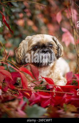 Shih Tzu zwischen roten Weinblättern Stockfoto