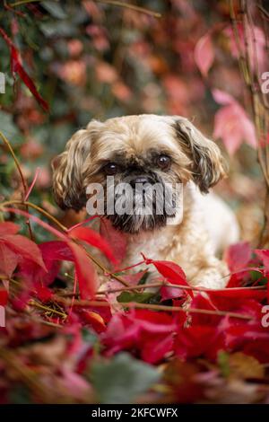 Shih Tzu zwischen roten Weinblättern Stockfoto
