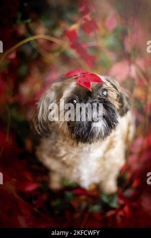 Shih Tzu zwischen roten Weinblättern Stockfoto