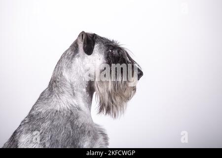 Standard Schnauzer vor weißem Hintergrund Stockfoto