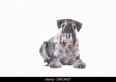 Standard Schnauzer vor weißem Hintergrund Stockfoto