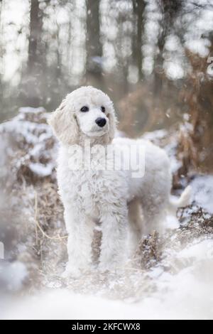 Junger Riesenpudel im Winter Stockfoto