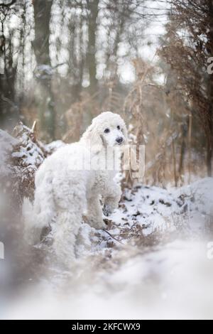 Junger Riesenpudel im Winter Stockfoto