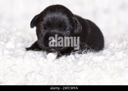 2 Wochen alter Zwergschnauzer Stockfoto