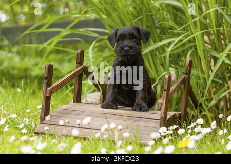 Miniatur-Schnauzer-Welpe auf kleiner Holzbrücke Stockfoto
