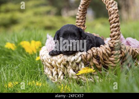 2 Wochen alter Zwergschnauzer Stockfoto