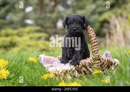 4 Wochen alter Zwergschnauzer Stockfoto