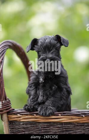 Miniatur-Schnauzer im Korb Stockfoto