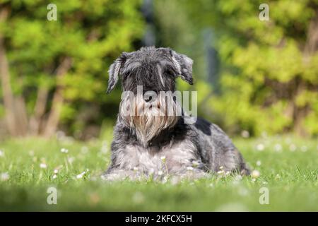 Zwergschnauzer Welpen Stockfoto