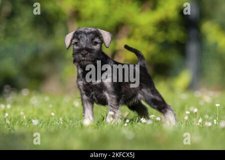 Zwergschnauzer Welpen Stockfoto