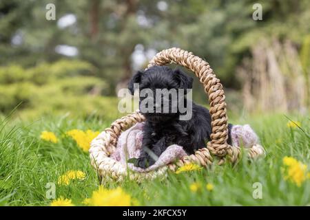 4 Wochen alter Zwergschnauzer Stockfoto