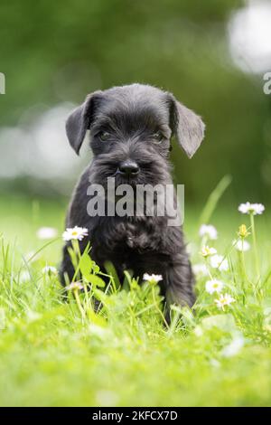 Zwergschnauzer Welpen Stockfoto