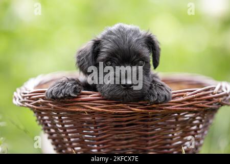 4 Wochen alter Zwergschnauzer Stockfoto