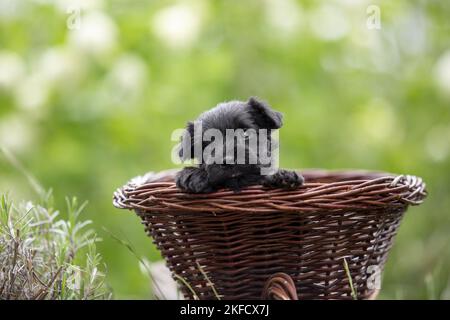 4 Wochen alter Zwergschnauzer Stockfoto