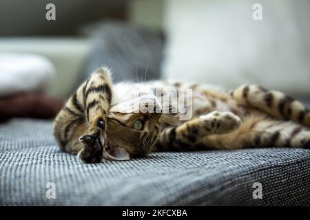 Bengal-Katze Stockfoto
