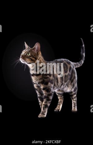 Bengal-Katze Stockfoto