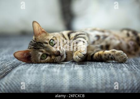 Bengal-Katze Stockfoto