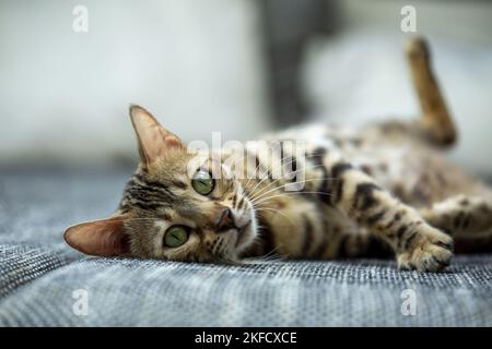 Bengal-Katze Stockfoto