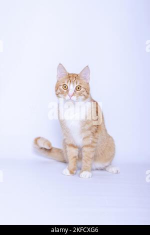 Rot-weiße Katze Stockfoto