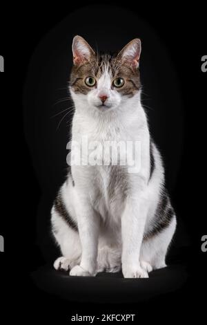 Katze vor schwarzem Hintergrund Stockfoto