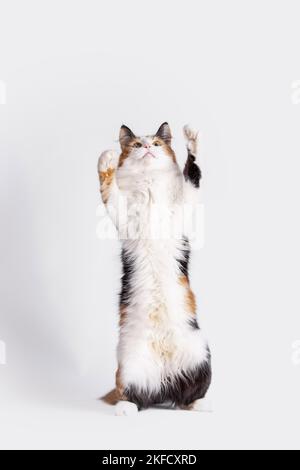 Norwegische Waldkatze vor weißem Hintergrund Stockfoto