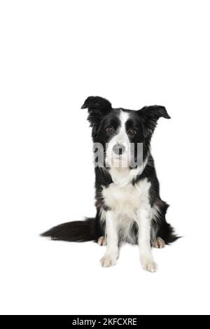 Border-Collie vor weißem Hintergrund Stockfoto