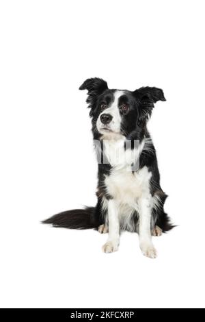 Border-Collie vor weißem Hintergrund Stockfoto