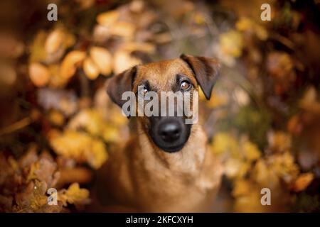 westfalia Terrier zwischen Magnolien Stockfoto