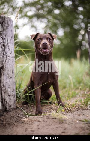 Patterdale Terrier im Sommer Stockfoto