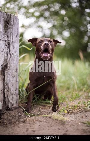 Patterdale Terrier im Sommer Stockfoto