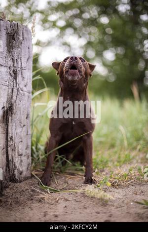 Patterdale Terrier im Sommer Stockfoto