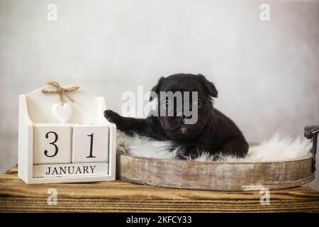 Langhaarige französische Bulldogge Puppy Stockfoto