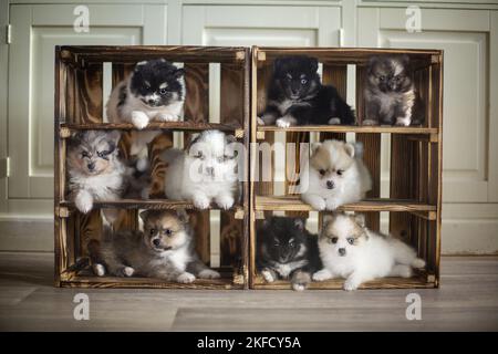 Pomsky Welpen Stockfoto