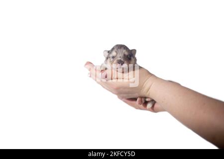 Pomsky Puppy Stockfoto