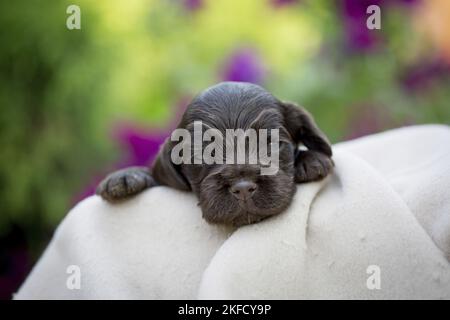 Liegender englischer Cocker Spaniel Welpe Stockfoto