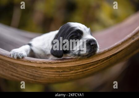 Englisch Cocker Spaniel auf Palmblatt Stockfoto